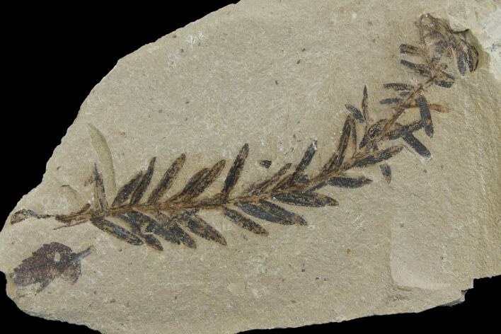 Dawn Redwood (Metasequoia) Fossil - Montana #142545